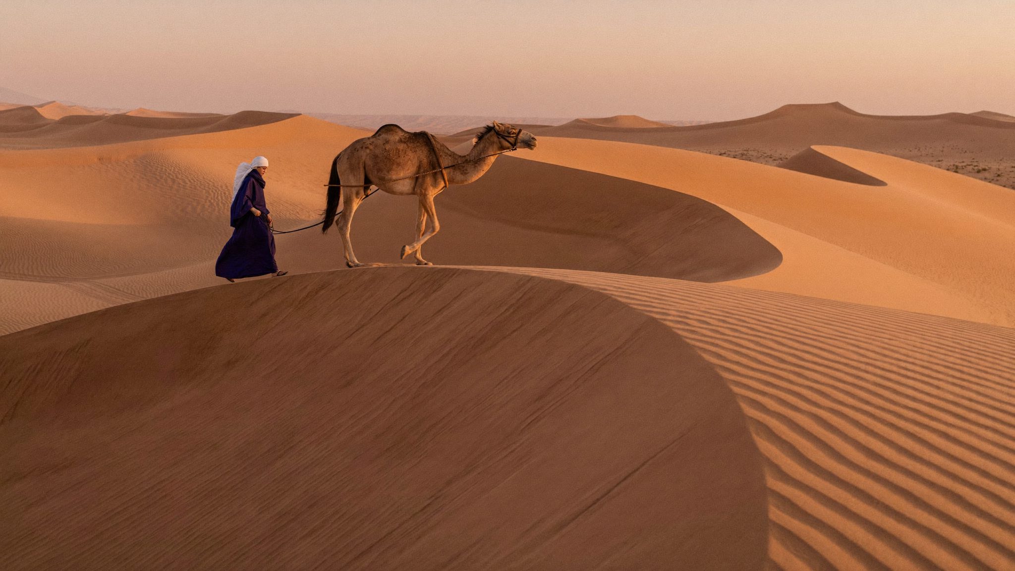 Dromedary trek in the Sahara