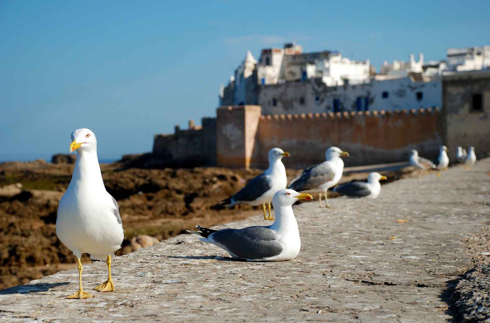 The Atlantic ramparts of Essaouira